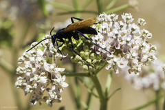 Pepsis pallidolimbata