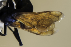 Pepsis pallidolimbata