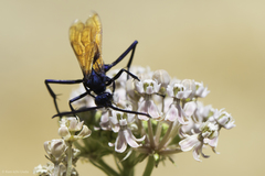 Pepsis pallidolimbata