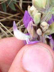 Lupinus formosus