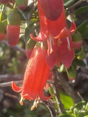 Correa pulchella