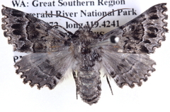 Dinophalus macrophyes