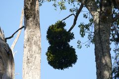 Notothixos cornifolius