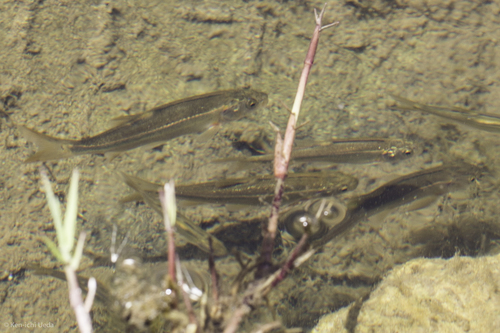 Hesperoleucus symmetricus