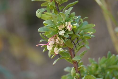 Wee Jasper grevillea (Grevillea iaspicula)