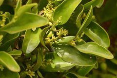 Notothixos cornifolius