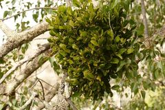 Notothixos cornifolius