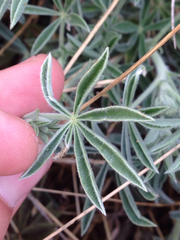 Lupinus formosus