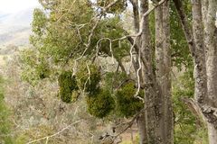 Notothixos cornifolius