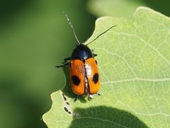 Cryptocephalus bipunctatus