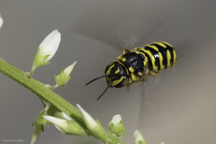 Dianthidium