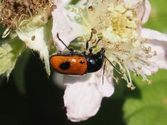 Cryptocephalus bipunctatus
