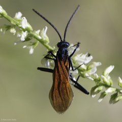 Pepsis pallidolimbata
