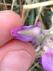 Lupinus formosus