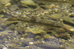 Catostomus occidentalis