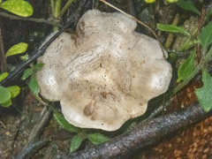 Leucopaxillus eucalyptorum