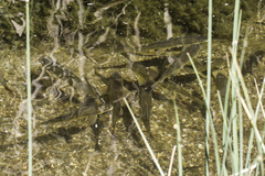 Catostomus occidentalis