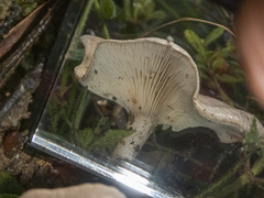 Leucopaxillus eucalyptorum