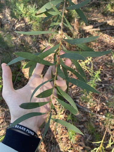 Image of Hakea dactyloides by (c) Thomas Mesaglio, some rights reserved (CC BY)