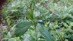 Hoplia coerulea