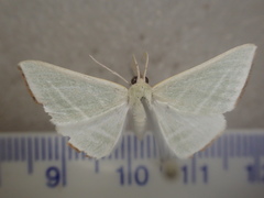 Oenochroma infantilis