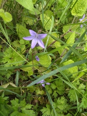 Campanula patula
