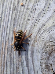 Dolichovespula norwegica