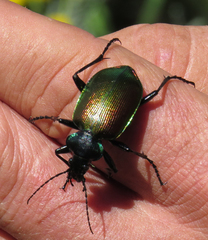 Calosoma sycophanta