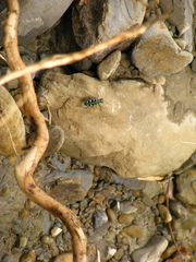 Cosmodela batesi
