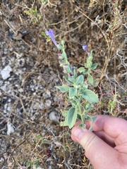 Scutellaria brevibracteata