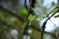 Lonicera tragophylla
