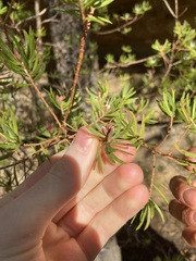 Darwinia procera