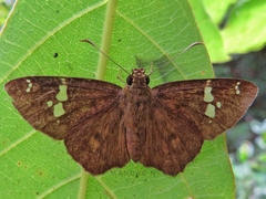 Celaenorrhinus fusca