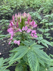Cleome spinosa