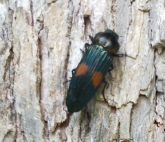 Strigoptera bimaculata