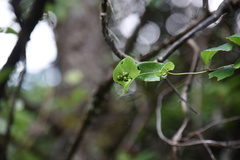 Lonicera tragophylla
