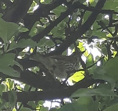 Turdus philomelos