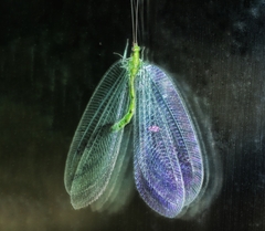 Apochrysa matsumurae