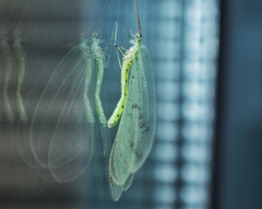 Apochrysa matsumurae