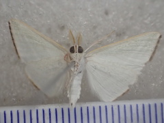 Oenochroma infantilis