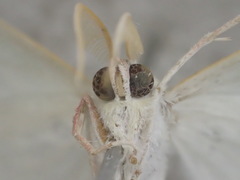 Oenochroma infantilis