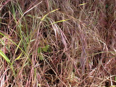 Bromus rigidus