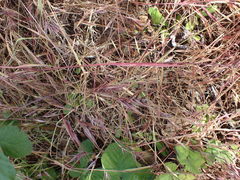 Bromus rigidus