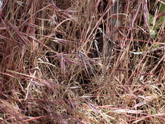 Bromus rigidus