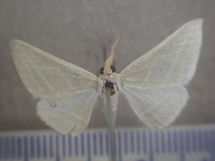 Oenochroma infantilis