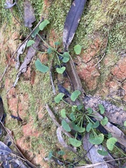 Viola silicestris
