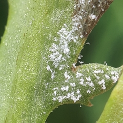 Paraperonospora tanaceti