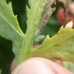 Paraperonospora tanaceti