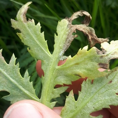 Paraperonospora tanaceti