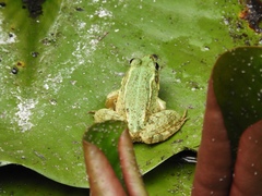 Pelophylax perezi